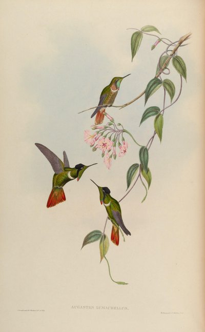 Augastes lumachellus de John Gould